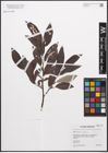 Foto von Salix caprea L. x Salix lapponum L.